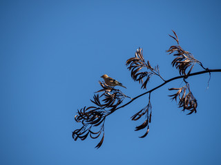 Finch sat on dried seed pods of a flax plant, against a clear blue sky