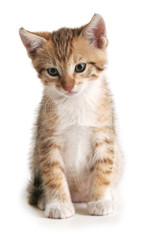 Small brown kitten.