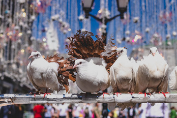 White pigeons sitting outdoor on the street, Moscow.
