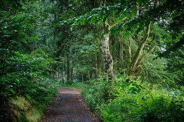 A footpath  leading through a mystical green summer forest during dusk