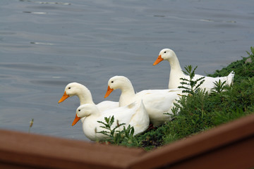 A Paddling of Ducks - 2
