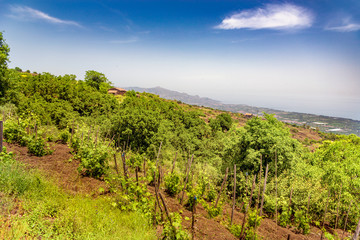 Fototapeta na wymiar view of Taormina in the background from a vineyard on the Etna volcano