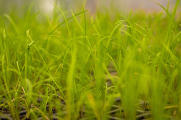Herbs in the meadow, the grass background .