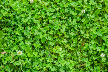 texture green summer glade with clover