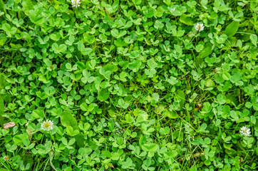 Fototapeta na wymiar texture green summer glade with clover