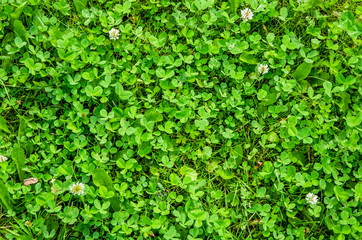 texture green summer glade with clover