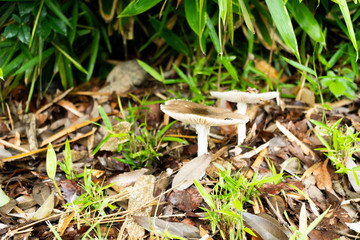 草むらに生えるキノコ