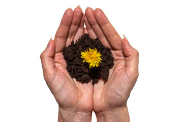 Woman hand isolated and flower on white background