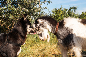 a dog kisses a goat against a background of trees and sky