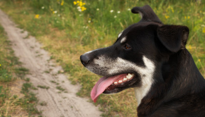 the dog stands on the alley and looks away