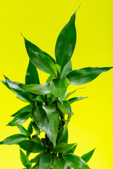 Fresh Green Lucky Bamboo stalks and leaves on bright yellow background. Scientific name: Bambusoideae. Gramineae family.