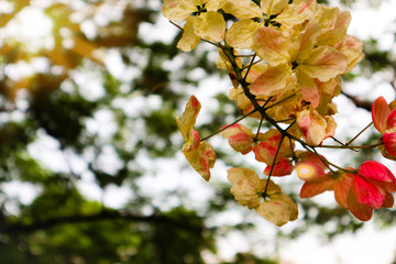 Beautiful colorful pink and yellow flowers and green nature plant tree forest in the public garden and green city parks