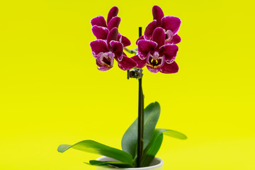 Naklejka na ściany i meble Blooming Mini Velvet Burgundy Phalaenopsis Orchid Plant isolated on bright yellow background. Moth Orchids. Tribe: Vandeae. Order: Asparagales.