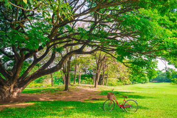Red bike under tree in green city park