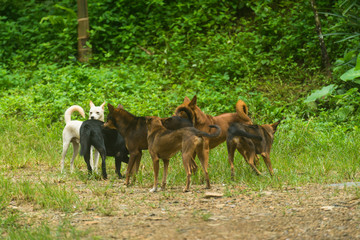 Naklejka na ściany i meble Many dogs are grouped together.