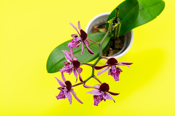 Blooming Mini Velvet Burgundy  Phalaenopsis Orchid Plant isolated on bright yellow background. Moth Orchids. Tribe: Vandeae. Order: Asparagales.