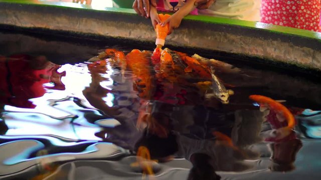 Children Carp feeding with a baby bottle at quarium by using fish food mixed with water in a bottle