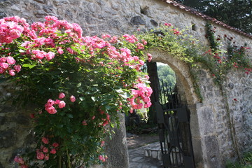 flowers in the garden