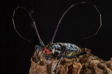 Asian Long-horned Beetle (Anoplophora glabripennis) aka   Asian Cerambycid Beetle