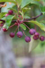 Obraz premium Green fruit of sea bream after spring rain，Malus halliana