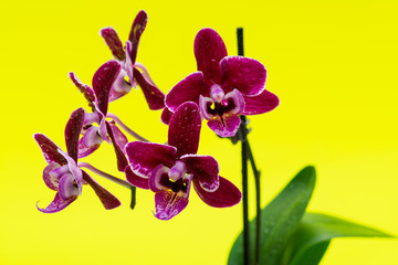 Fototapeta premium Blooming Mini Velvet Burgundy Phalaenopsis Orchid Plant isolated on bright yellow background. Moth Orchids. Tribe: Vandeae. Order: Asparagales.