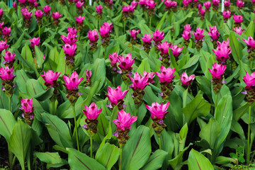 Beautiful colorful red and pink flowers and green nature plant tree forest in the public garden and green city parks