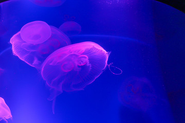 Beautiful transparent jellyfish in the aquarium, Toronto
