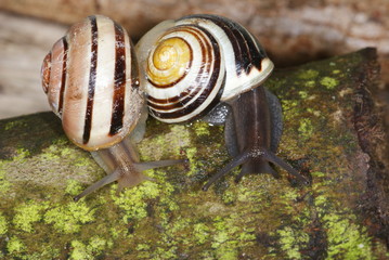 Cepaea hortensis Garten-Bänderschnecke 20.03.2010 DE, Leverkusen