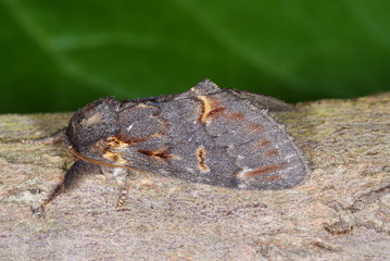 Notodonta dromedarius (LINNAEUS, 1758) Dromedar-Zahnspinner 09.06.2010 DE, Leverkusen-Opladen