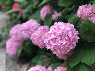 Beautiful bush of hydrangea flowers
