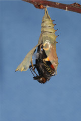 Aglais io (LINNAEUS, 1758) Tagpfauenauge 04.07.2010 DE, NW, Urdenbacher Kämpe (Düsseldorf, ex ovo)