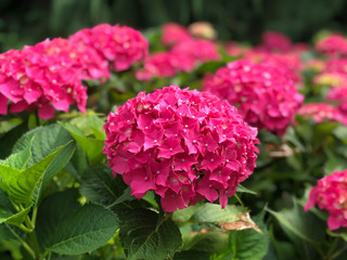 Beautiful bush of hydrangea flowers
