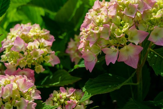 The pink hortensia spray in blossom