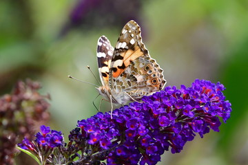 Vanessa cardui or  painted lady is a well-known colourful butterfly