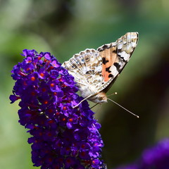 Vanessa cardui or  painted lady is a well-known colourful butterfly
