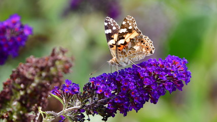 Vanessa cardui or  painted lady is a well-known colourful butterfly