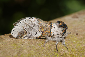 Furcula furcula (CLERCK, 1759) Buchen-Gabelschwanz 01.05.2010 DE, LeverkusenSONY DSC