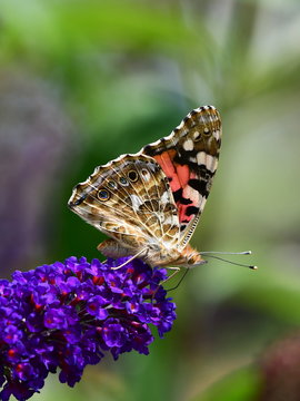 Vanessa cardui or  painted lady is a well-known colourful butterfly
