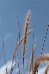 Fototapeta premium Reeds 