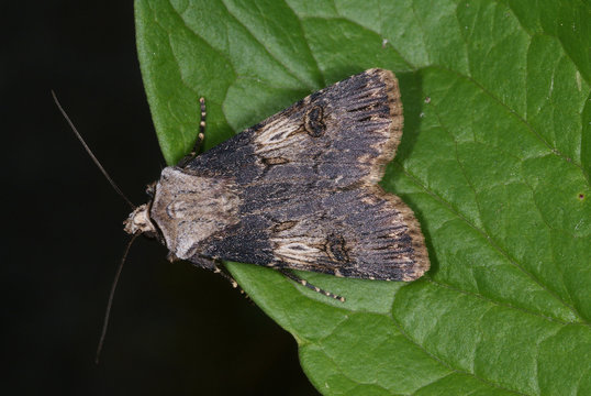 Agrotis puta Schmalfl&uuml;gelige Erdeule 09.05.2010 DE, LeverkusenSONY DSC