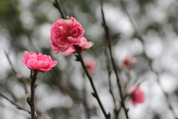Beautiful pink plum blossoms close-up on a branch
