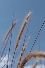 Obraz premium Reeds 
