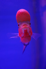 flower horn in blue aquarium