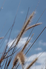 Obraz premium Reeds 