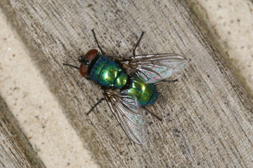 Lucilia spec. Schmeißfliege, Goldfliege 16.05.2010 DE, LeverkusenSONY DSC
