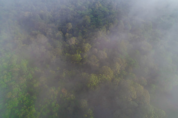 Fototapeta premium Mountain tropical forest morning with fog
