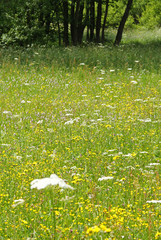 Blumenwiese , Feuchtwiese 14.06.2010 DE, Eifel , NettersheimSONY DSC