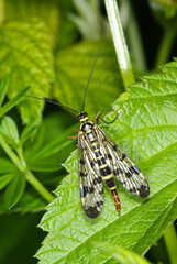 Panorpa communis Gemeine Skorpionsfliege, Weibchen 04.06.2010 DE, LeverkusenSONY DSC