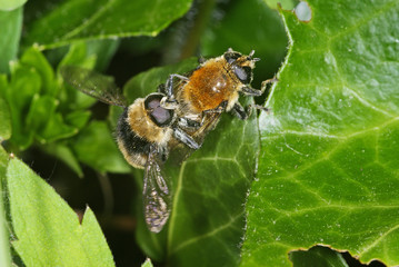 Volucella bombylans Hummel-Waldschwebfliege 23.05.2010 DE, LeverkusenSONY DSC