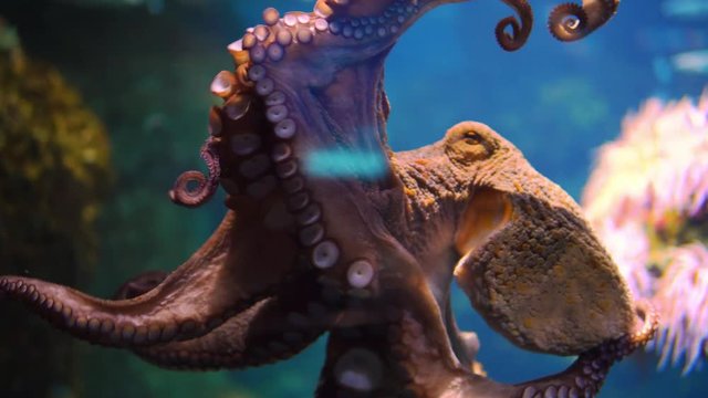 Octopus crawls on the glass of the aquarium with ocean water. Low key 4k shot